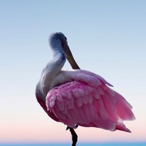 The Pink Pelican